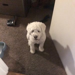 Meet your Posher, Daniel